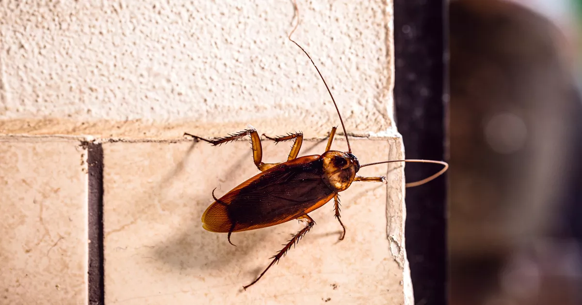 Blatte américaine - Marseille