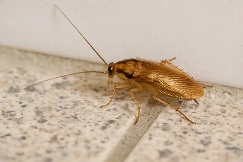 Blatte germanique - Marseille