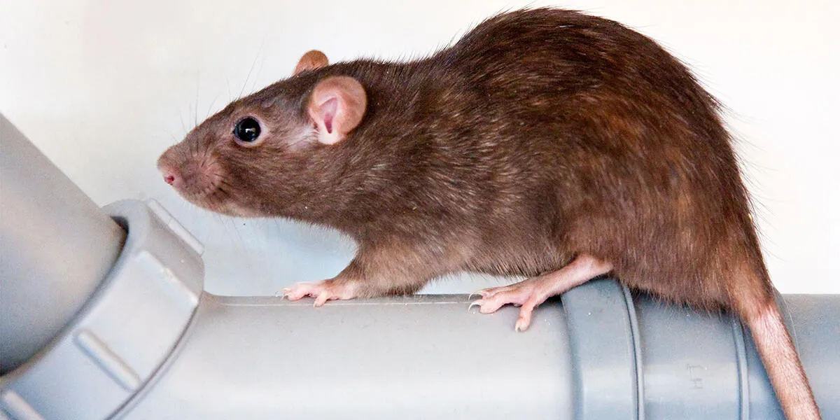 Rat surmulot - Dératisation Marseille